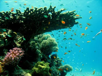 voyage_bonvoyage Коралловый мир Красного моря разнообразен. Разнообразно и  их применение в нашей жизни. Кораллы широко испол… | Коралл, Винтажные  чашки, Коралловый