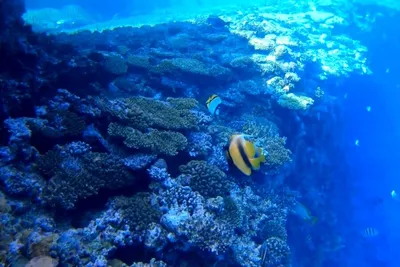 Подводные кораллы и рыбы Красного Моря Стоковое Изображение - изображение  насчитывающей экзотическо, риф: 27690779