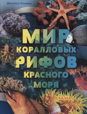 Кораллы Красного моря – волшебная подводная страна | Египет web