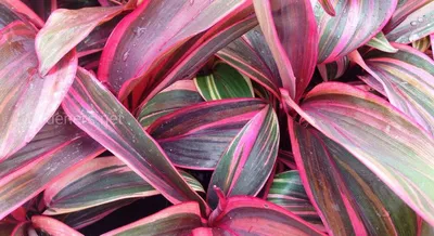 Кордилина Рэд Эйдж (Cordyline Fruticosa Red Edge) - Живая планета