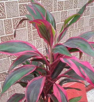 Кордилина Рэд Эйдж (Cordyline Fruticosa Red Edge) - Живая планета