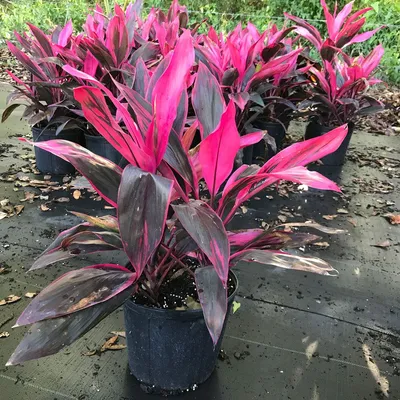 Коллекции растений ЦСБС СО РАН - Cordyline australis (G.Forst.) Endl. –  Кордилина южная