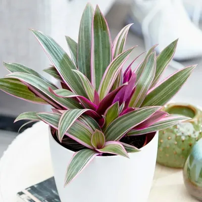 Кордилина Фрутикоза Сальса Cordyline Fruticosa Salsa купить от 891 рублей,  доставка