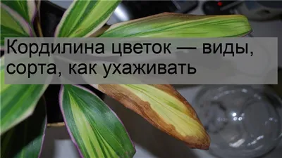 ᐉ Растение Кордилина d13/h50 • Купить в Киеве, Украине • Лучшая цена в  Эпицентр К