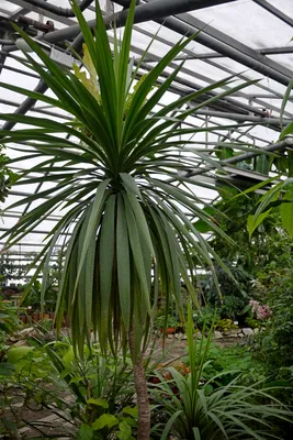 Коллекции растений ЦСБС СО РАН - Cordyline australis (G.Forst.) Endl. –  Кордилина южная