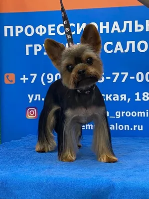 Стрижка ❤ Йорка на Дому в Москве. Жмите Сюда! Margo-Groom.ru