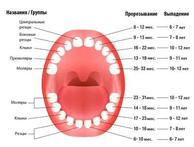 Откуда у взрослых молочные зубы? | Стоматология Доктор Мартин | Дзен