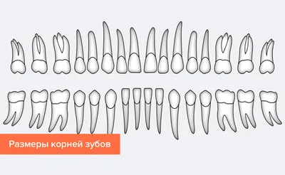 Удаление молочного зуба | Детская и семейная стоматологическая клиника  \"Белая Медведица\" | Санкт-Петербург