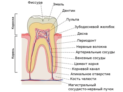 Корень молочного зуба фото фото
