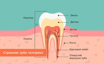 Удаление молочного зуба в Бердянску. Цены клиник, отзывы, форум.