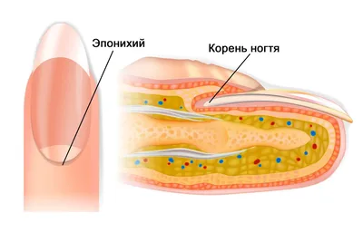 Где у ногтя корень и зачем удалять птеригий? О строении ногтевой пластины  простым языком | Onni - лучшие материалы для стойкого маникюра! | Дзен