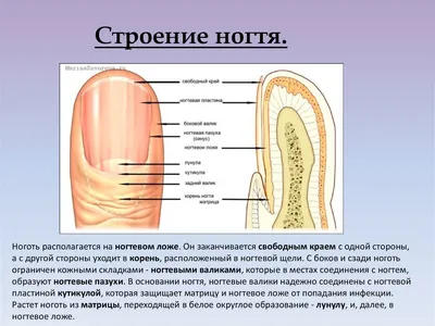 Слоятся ногти - причины появления, при каких заболеваниях возникает,  диагностика и способы лечения