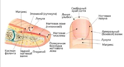 Изучаем строение ногтя | ВКонтакте