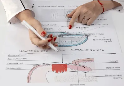 📌Влажность и плотность ногтя. Почему это действительно важно? В целом  толщина ногтевой пластины зависит.. | ВКонтакте