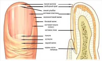 Анатомия и физиология ногтей. | Ногтевая школа | Дзен