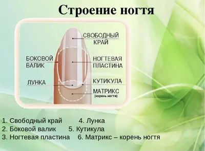 Строение ногтей - Pnbshop