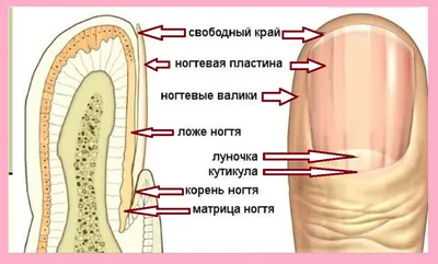 Средство для удаления грибка ногтей спрей для ногтей Удаление паронихии  против инфекции восстанавливающая сыворотка для поврежденных ног товары для  восстановления | AliExpress