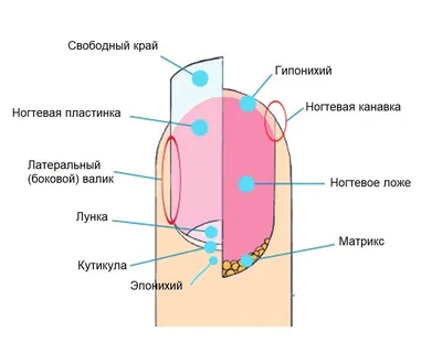 Медленно растут ногти. С чем это связано? | Моя медицина | Дзен