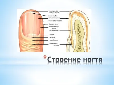 На ногтях носимые полное покрытие, постепенное изменение, накладные ногти,  чистое желание, блестящий летний корень лотоса, розовый – лучшие товары в  онлайн-магазине Джум Гик