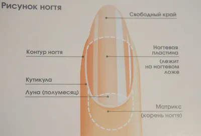 Онихолизис: причины, диагностика и лечение отслоения ногтя в Москве