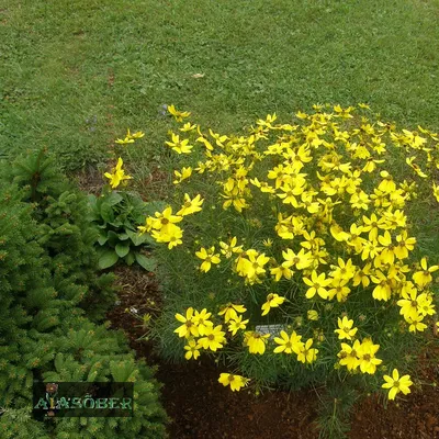 Квітоландія- життя у квітах - Кореопсис мутовчатый 15 грн (кустик) Кореопсис  мутовчатый- кустистое растение с множеством корневых побегов, высотой до 40  см. Листва у него тонкая, как у космеи, светло-зеленая. 🌼Цветет растение