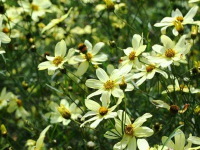 Кореопсис мутовчатый Мунбим: описание и фото цветка