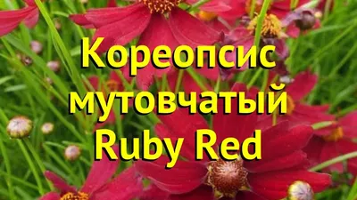 Кореопсис мутовчатый купить в Киеве, цена — Greensad