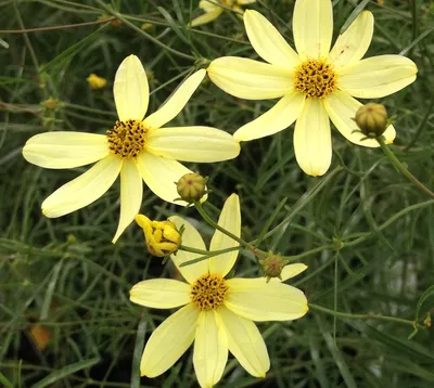 Кореопсис мутовчатый. (Coreopsis verticillata) купить в интернет-магазине  ЦВІТСАД с доставкой по Украине