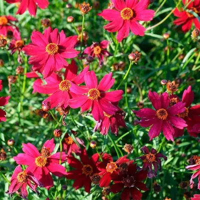 Купите кореопсис мутовчатый лаймрок руби 🌹 из питомника Долина роз с  доставкой!