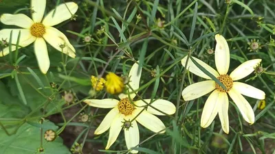 Кореопсис мутовчатый Загреб: купить в Москве саженцы Coreopsis verticillata  Zagreb в питомнике «Медра» по цене от 520 руб