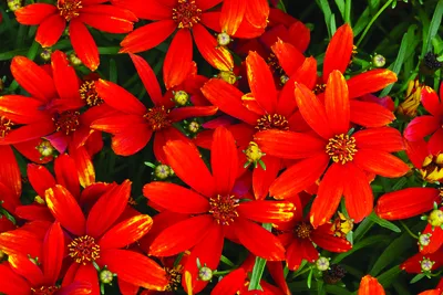 Кореопсис мутовчатый \"Ruby Red\" купить в питомнике растений с доставкой по  Самаре и Самарской области, рассада, выращивание, посадка и уход