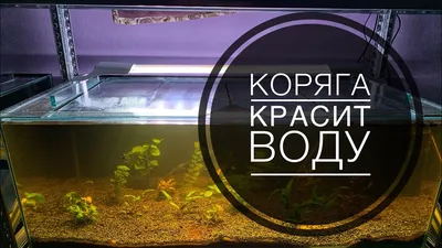 Коряга в аквариум №10 Ольха 43х40х30 см купить в Киеве - Аквасмайл