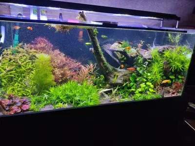 Коряга с растениями для аквариумов Laguna, размер 21х16х20см. - Интернет  зоомагазин MyPet-Online.ru
