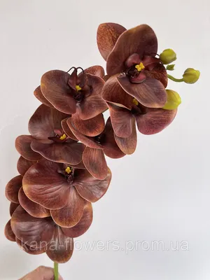 Орхидея ветка латексная коричневая искусственная премиум (ID#1521910372),  цена: 280 ₴, купить на Prom.ua