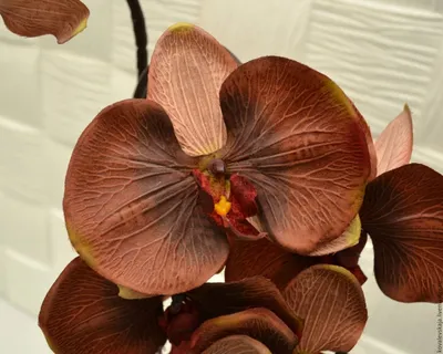 Купить Фаленопсис (орхидея) 12*50 2 ствола Egyption (Leerdam Orchideeen)  оптом | Paeonia