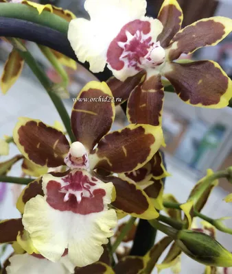 коричневая орхидея Cymbidium Стоковое Изображение - изображение  насчитывающей черный, орхидея: 18382373