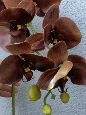 Орхидея Phalaenopsis Caribbean Dream
