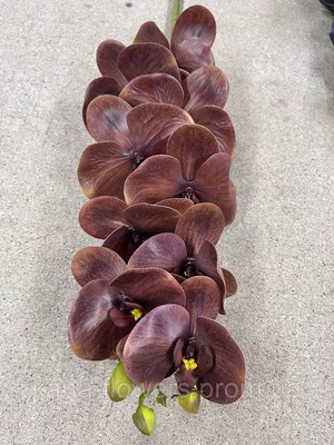 Орхидея Фаленопсис Кристал Корал 2 ст купить в Москве с доставкой | Магазин  растений Bloom Story (Блум Стори)