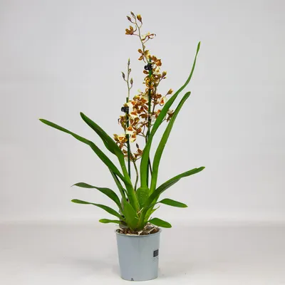 Орхидея ветка латексная коричневая искусственная премиум (ID#1521910372),  цена: 280 ₴, купить на Prom.ua