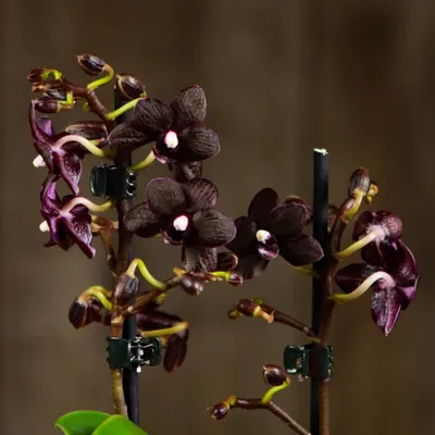 Орхидея Камбрия желто-коричневая