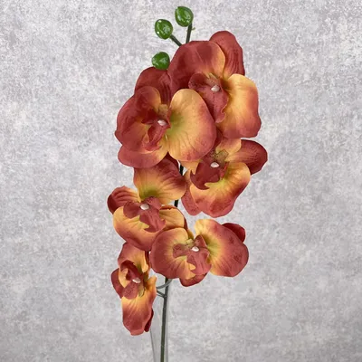 Орхидея фаленопсис Монако, цветет — купить в Красноярске. Горшечные  растения и комнатные цветы на интернет-аукционе Au.ru