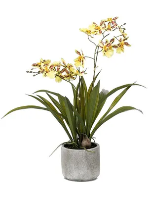 Ветка орхидеи Цимбидиум коричневая, 9 бутонов купить по цене 749 грн |  Украфлора