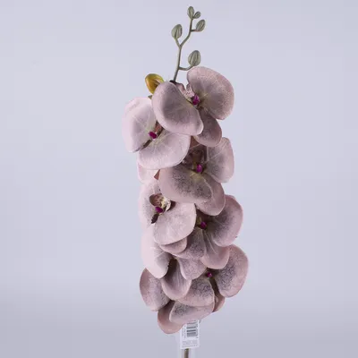 Купить Фаленопсис (орхидея) 12*65 2 ствола Brownie (Phalaenova) оптом |  Paeonia