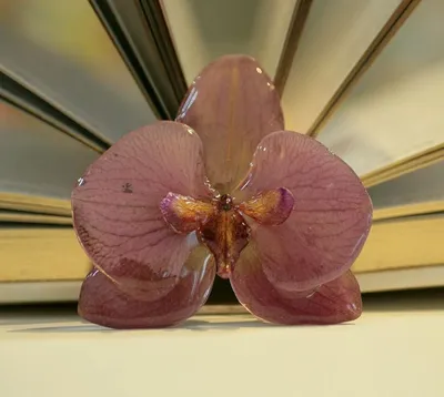 Орхидея Ветка Латексная Лимонная Искусственная Премиум — Купить на BIGL.UA  ᐉ Удобная Доставка (1522766898)