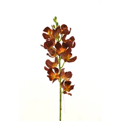 Орхидея Онцидиум желто-коричневая в горшке искусственная H45 см (арт.  8EE425587) - купить за 6 706 ₽ в интернет-магазине Гарден Гров