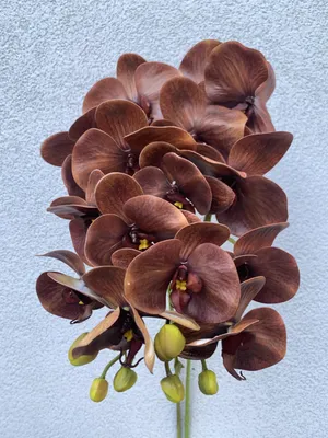 коричневая орхидея стоковое изображение. изображение насчитывающей средства  - 687587