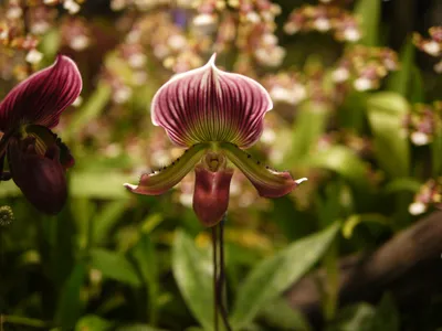 Бордовая орхидея - брошь из настоящего цветка в ювелирной смоле в  интернет-магазине Ярмарка Мастеров по цене 2450 ₽ – H8X9VRU |  Брошь-булавка, Москва - доставка… | Орхидея, Украшения, Орхидеи