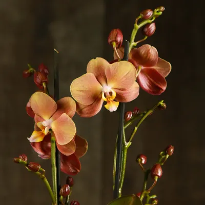 Купить орхидею фаленопсис