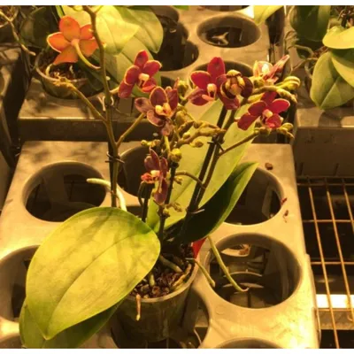 ᐉ Орхидея искусственная из латекса премиум 90 см Коричневый (0043)