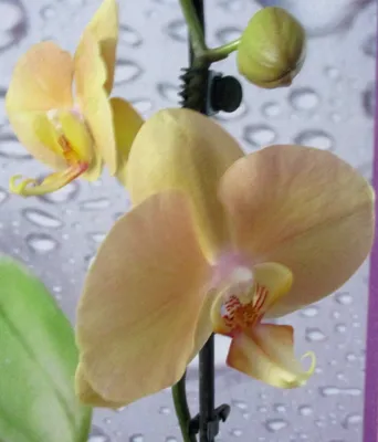 Декор :: Искуственные растения :: Орхидея фаленопсис Премиум Марсала гол.  11 см 1 м